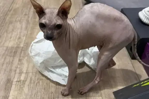 Найденные животные Челябинск, фото: Кошка найдена: ул. Зальцмана, 36, Челябинск