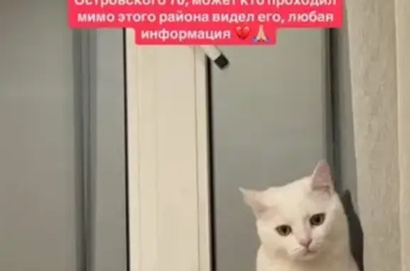 Пропала белая кошка, ул. Островского, 70