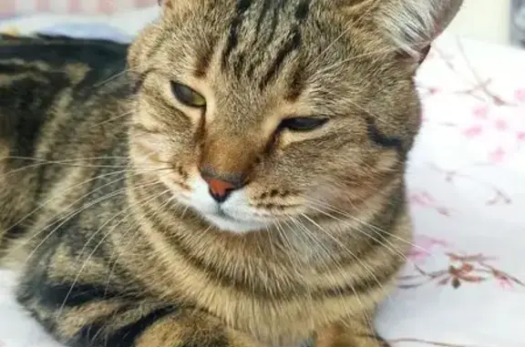 Пропала кошка, Октябрьская ул., 5А