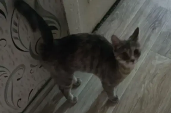 Найдена кошка, Киров, фото: Кошка найдена: ул. Советская, 94, Киров