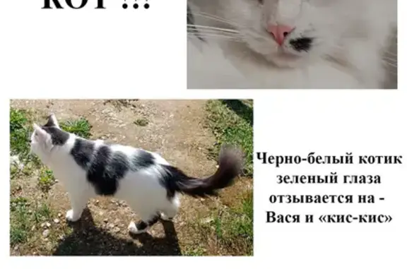 Потерянные животные Красный Бор, фото: Пропала кошка, ул. Красный Бор, 22