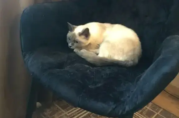 Пропала сиамская кошка, Советский пр. 204А