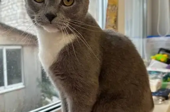 Пропала кошка, 5 лет, 56Б, МО