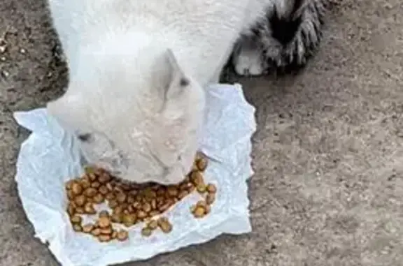 Кошка найдена, ул. Леснова, 3, Ногинск