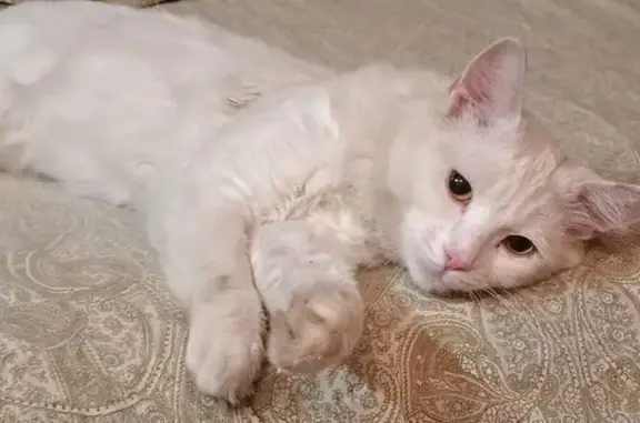 Пропала белая кошка, Краснодар, 3-й Зел. 9