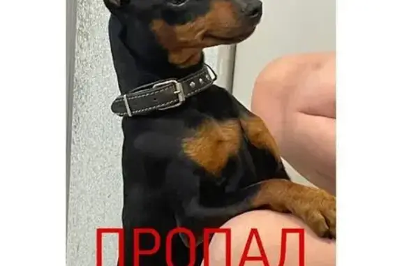 Пропала собака, ул. Щедрина, 11, Владивосток