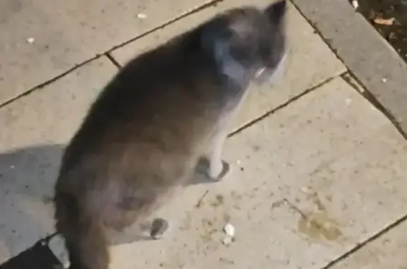 Серая кошка найдена: Долгопрудный, Первомайская 36