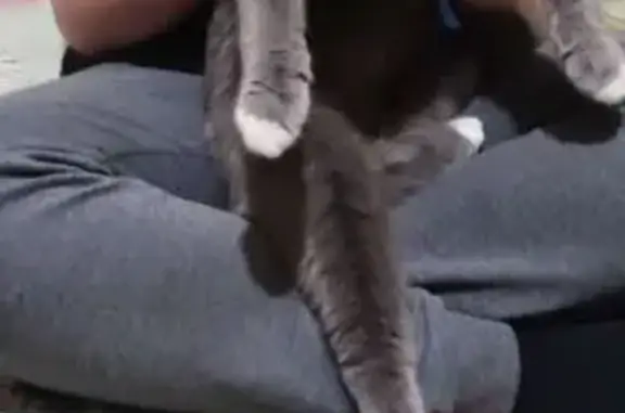 Найдена кошка, Курск, фото: Кошка найдена: Пушкарный пер., 19, Курск