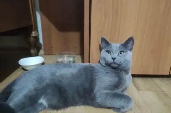 Кот найден в подъезде на Земнухова, 11