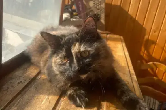 Кошки потеряшки, Московская область, фото: Потеряшка кошка, Левашово озеро КП