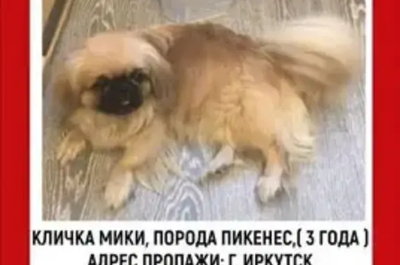 Собаки потеряшки, Маркова (иркутский), фото: Потеряшка собака, Нижняя ул. 3, Маркова