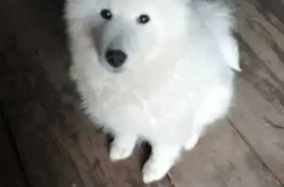 Найдена собака, Победа (шегарский), фото: Собака найдена: ул. Ленина, 44А, Победа