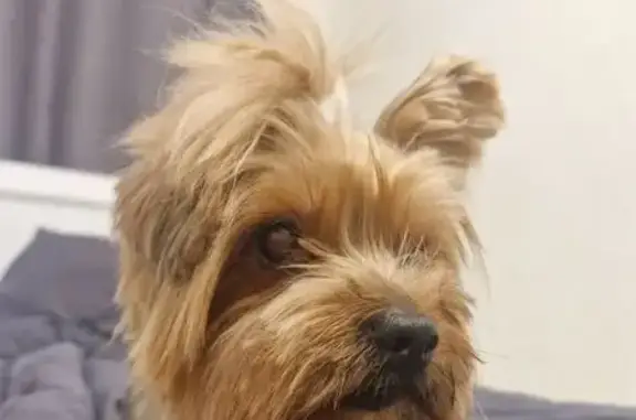 Йорк нашёлся, Липецк, ул. Стаханова, 55