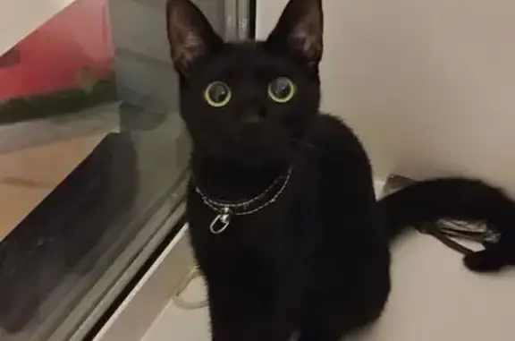 Кошки потеряшки, Придорожный, фото: Потеряшка кошка, Садовая ул. 10, Придорожный