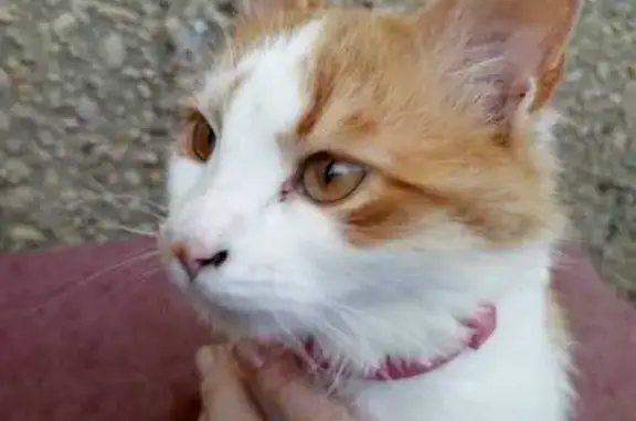 Кошка найдена: Пролетарская 102, Кр. Кут