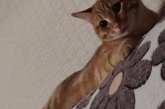 Кошки потеряшки, Берёзовский, фото: Потеряшка кошка, Исакова 18, Березовский