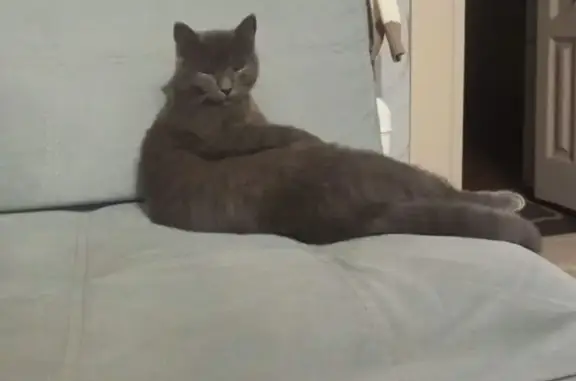 Пропала кошка, ул. Пушкина 212, Выгоничи