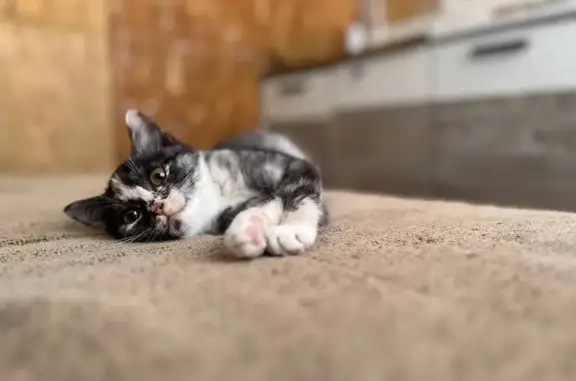 Кошки потеряшки, Колпашево, фото: Потеряшка кошка, Портовая ул. 8, Колпашево