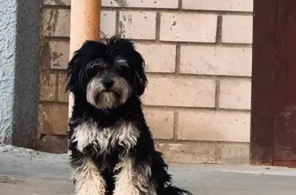 Собака найдена: ул. Л. Толстого, 1Б, Волгоград