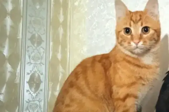 Пропала кошка, ул. Зины Портновой, 21к1