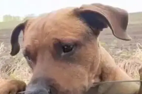 Найдена собака, Шуваево, фото: Рыжий пёс найден: Зеленая ул, 1, Шуваево