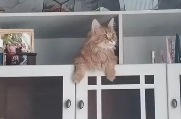 Пропала рыжая кошка, ул. Кротевича, 9