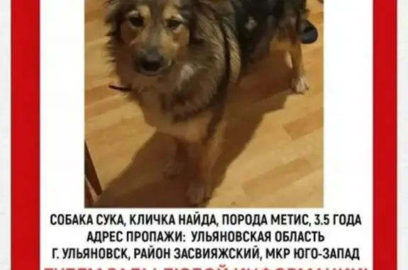 Пропала собака, Юго-Западная 18, Ульяновск