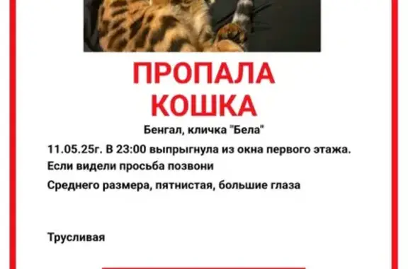Пропала бенгальская кошка, Библиотечная 56