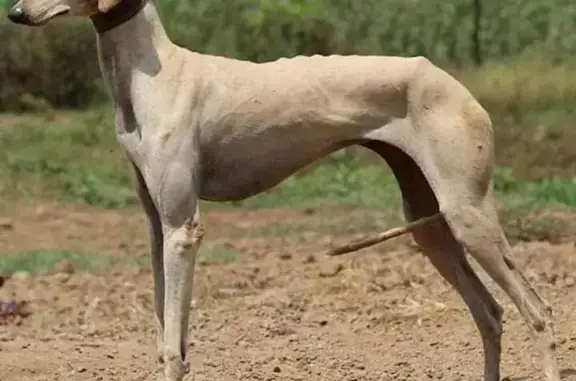 Собака на ул. Тенистая Аллея, д.33, Краснодар