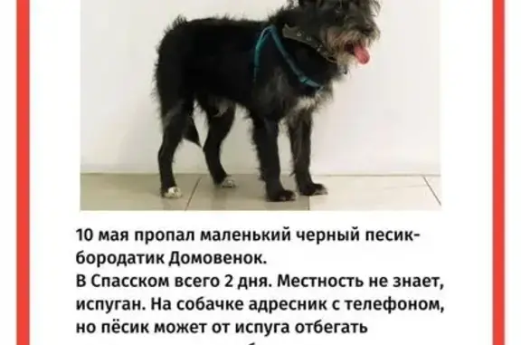 Пропала собака, пл. Революции, 26
