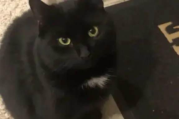 Пропала кошка, Озёрная ул. 2, Бологое