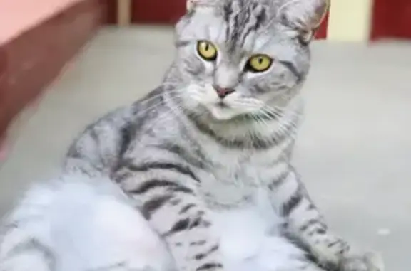 Кошки потеряшки, Златоуст, фото: Потеряшка кошка, ул. 30 лет Победы, 12