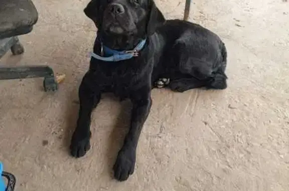 Найдена собака, Астрахань, фото: Собака найдена: Экспериментальная, 2, Астрахань