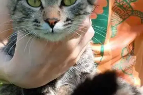 Кошка найдена: ул. Блинова, 21Б, Саратов