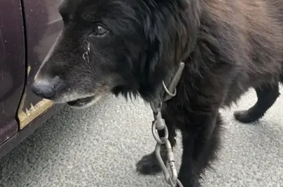 Собака найдена у магазина на 8 Марта, 30