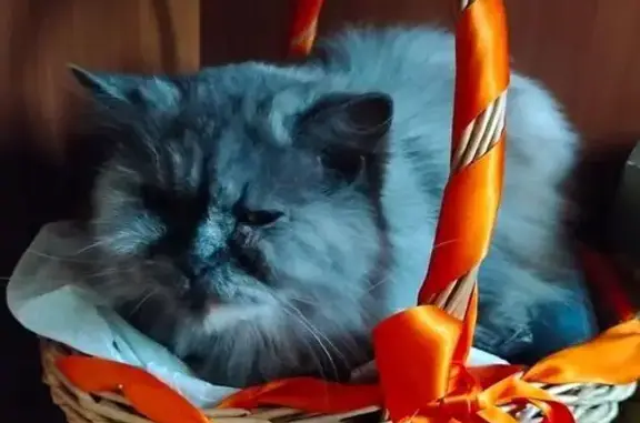 Пропала кошка, ул. Свободы 2, Борисоглебск