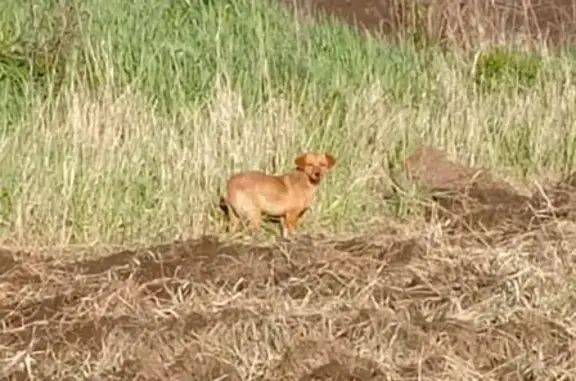 Найдена собака, Гремячка, фото: Собака найдена, ул. Гремячка, 1