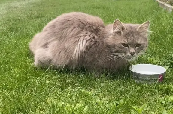 Найдена кошка, Солнечногорск, фото: Кошка найдена: 1-я Володарская ул, 46-а