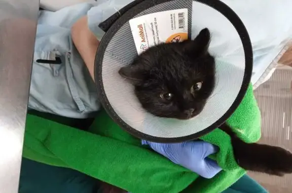 Найдена кошка, ул. Декабристов, 16/18Г