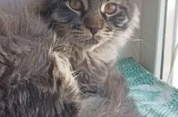 Кошки потеряшки, Мурманск, фото: Потеряшка кошка, Жуковского 7, Мурманск