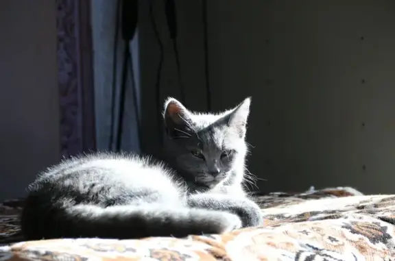 Кошки потеряшки, Самарское, фото: Потеряшка кошка, пер. Молодежный, 48