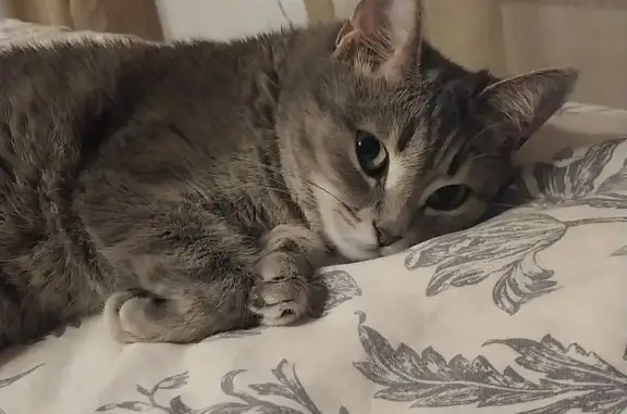 Потерянные животные Санкт-Петербург, фото: Пропала кошка на Большом Сампсониевском 69к3