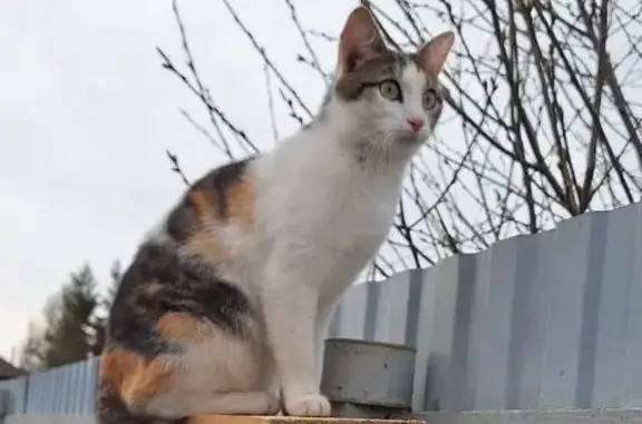 Кошки потеряшки, Пермь, фото: Потеряшка кошка, Домостроительная 67, Пермь