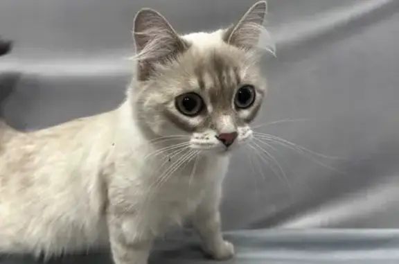 Найдена кошка, Уфа, фото: Кошка найдена у ТЦ Ультра, Бакалинская 90