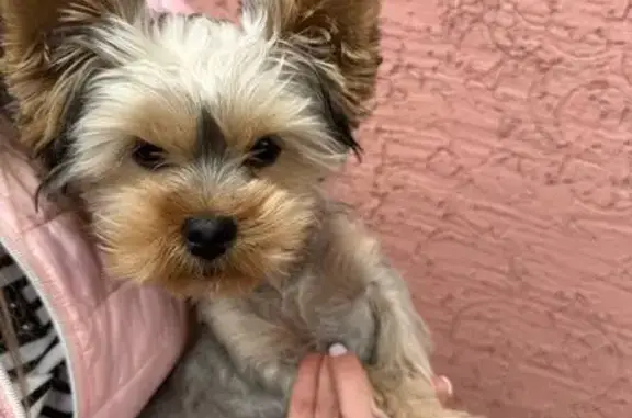 Найдена собака, Воронеж, фото: Найдена собака, Клубная 29, Воронеж