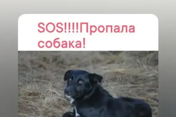 Пропала собака в Октябрьском районе, Выборная
