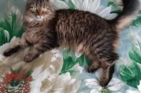 Пропала кошка, ул. Гагарина 9, Колпны