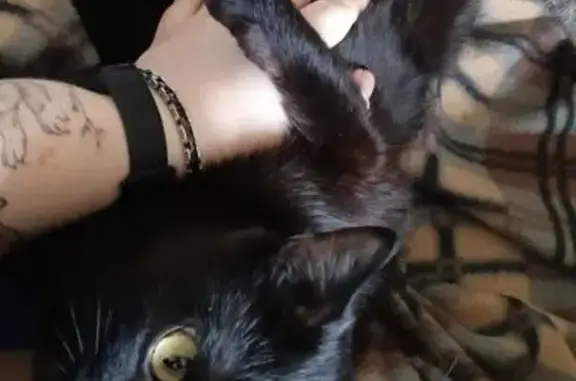 Пропала кошка, Солнечный бульвар, 9