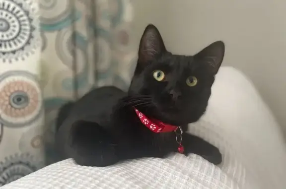 Пропала кошка, ул. Мереняшева 213, Пенза