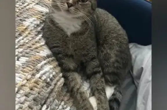 Кошки потеряшки, Ноябрьск, фото: Потеряшка кошка, ул. 60 Лет Ссср, 5, Ноябрьск